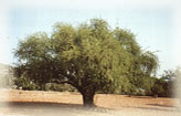 Argan tree