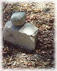 argan nut