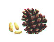 pine cone
