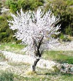 almond tree