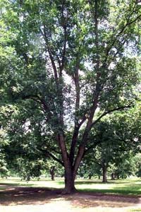 pecan tree