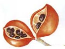 peanut fruit