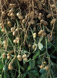 peanut plant
