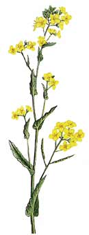 rapeseed plant