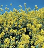 rapeseed (canola) flowers