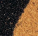 canola seeds