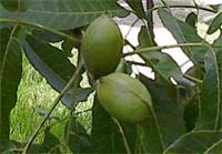 pecan nut