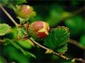 fresh hazelnut