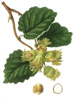 hazelnut