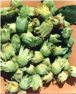 hazelnuts