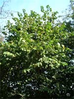 hazelnut tree