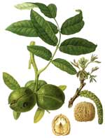 walnuts