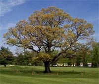 walnut tree