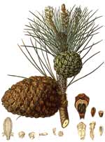 pine nut