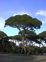 pine