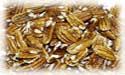 Pecan nut oil