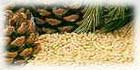 Pine nut oil