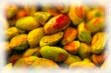 Pistachio oil